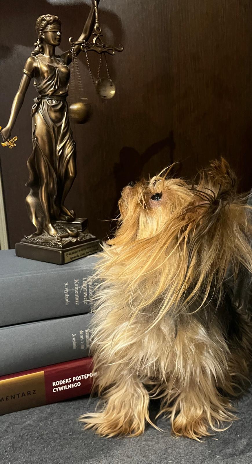 I Miejsce_r. pr.A. Stokołosa_Z kodeksem wśród zwwierząt.jpg